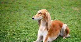 埃及法老最爱的狗狗，还被做成木乃伊，萨路基猎犬什么来头？
