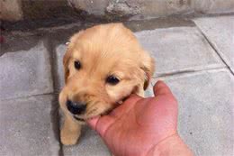 选狗也要百里挑一，训犬助理师教你怎么选狗