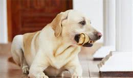 狗狗泪痕用什么洗