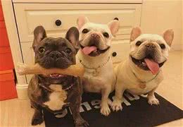 你觉得法斗犬怎么样？你了解法斗犬吗？你们知道怎么养才是正确的吗？