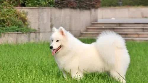 如何护理长毛狗狗？
