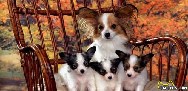 最受爱美女士钟爱的小型犬-蝴蝶犬