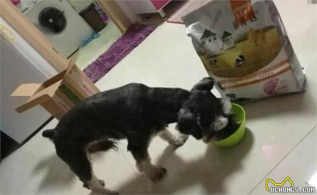 你知道如何购买好的犬粮吗？