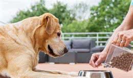 你知道如何购买好的犬粮吗？