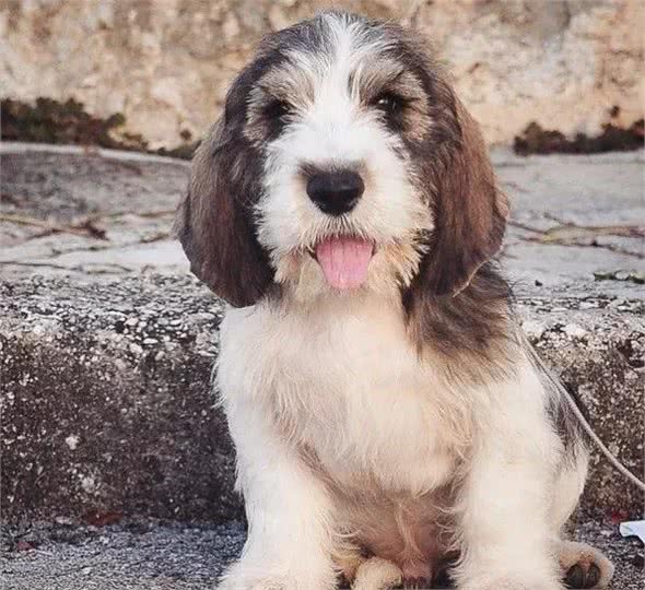 不做“白月光”,这只狗子要做猎犬里的“红太阳”|犬种