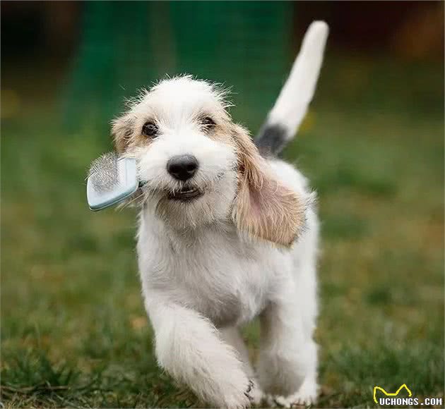 不做“白月光”,这只狗子要做猎犬里的“红太阳”|犬种