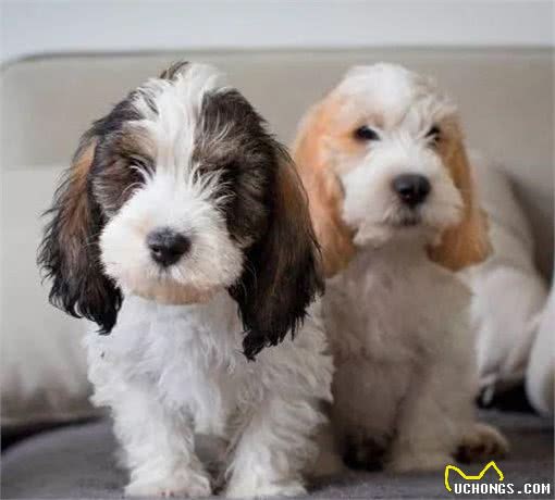不做“白月光”,这只狗子要做猎犬里的“红太阳”|犬种