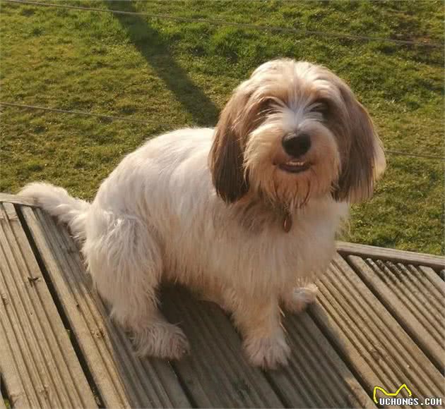 不做“白月光”,这只狗子要做猎犬里的“红太阳”|犬种