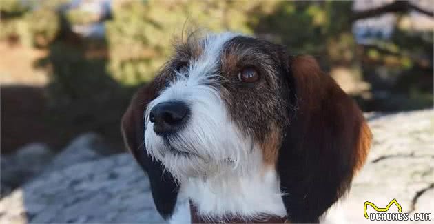 不做“白月光”,这只狗子要做猎犬里的“红太阳”|犬种