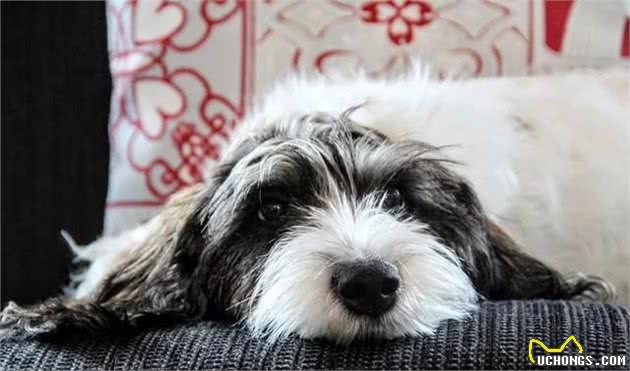 不做“白月光”,这只狗子要做猎犬里的“红太阳”|犬种