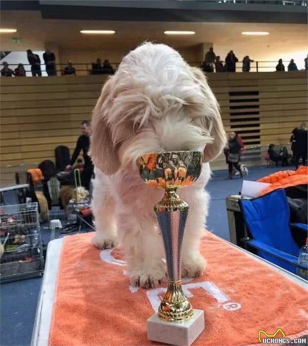 不做“白月光”,这只狗子要做猎犬里的“红太阳”|犬种