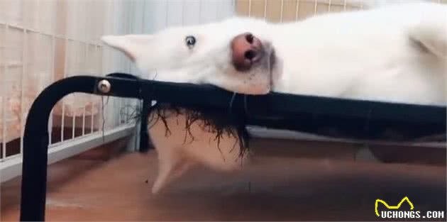 哈士奇犬躺着睡觉，仔细一看狗床，大家都心照不宣地笑了