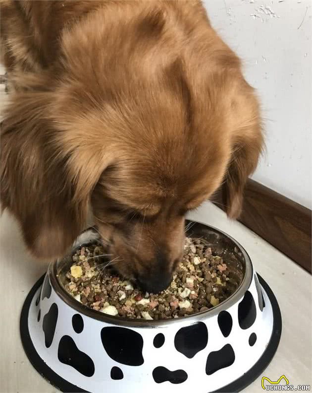 犬粮是否需要泡，泡多久，怎么泡？三连问直击养狗新手