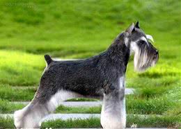 迷你雪纳瑞犬什么颜色好不同人喜欢的颜色也不同
