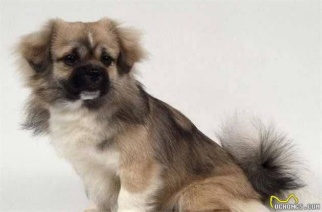 解读“西藏猎犬”，带有神秘色彩的西藏犬，清代时著名的宫庭犬