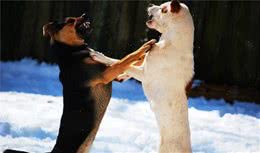 担忧狗狗因为打架而丧命，那就做好这八件事，防止狗狗们打起来