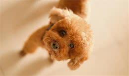 如何使犬毛长得又快又好？