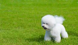 养比熊犬有什么好处？养过的人都知道，好处真的多
