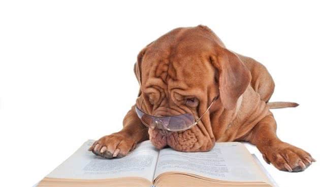 一只礼貌、友好的家庭宠物犬在六月龄之前应当完成这些基础训练