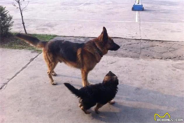 狗狗为什么通人性？训犬师告诉你狗狗不可抹杀的天性