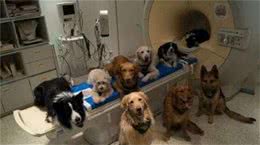 要是您读懂狗狗下面7种行为，它们不会孤独并且它们能听懂人话