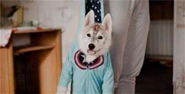 为什么大家老是喜欢给狗穿衣服？它们真的喜欢吗？