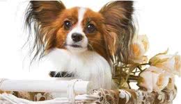 蝴蝶犬，汪界精灵