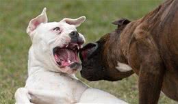 遇上狗狗打架，主人应当怎么办？四个建议帮助你和狗狗全身而退