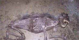 未确认生物体“狗头马尾水怪”之谜，人类对地球了解的还不够