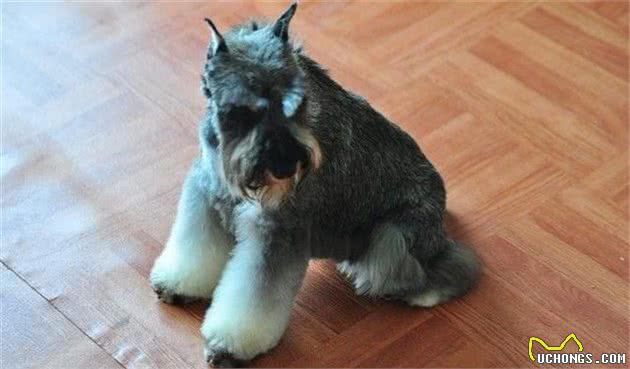 巨型雪纳瑞是军犬吗巨型雪纳瑞不是军犬