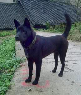 狗和犬有什么区别？犬是怎么来的呢