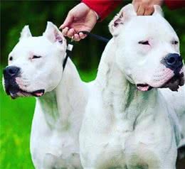 白色保镖杜高犬，恐惧威慑力，看家护院生人勿近