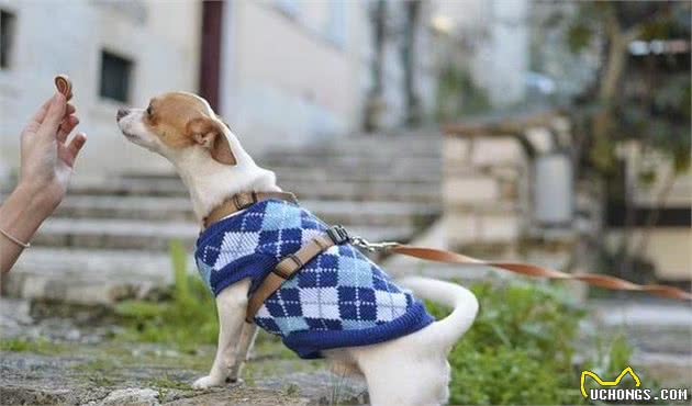 冬季里我们需要给狗穿衣服么？很多铲屎官都了解错了