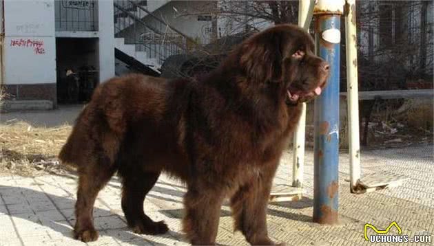 世界的大型犬清点，世界大型的狗，多数是凶猛不好驾驭