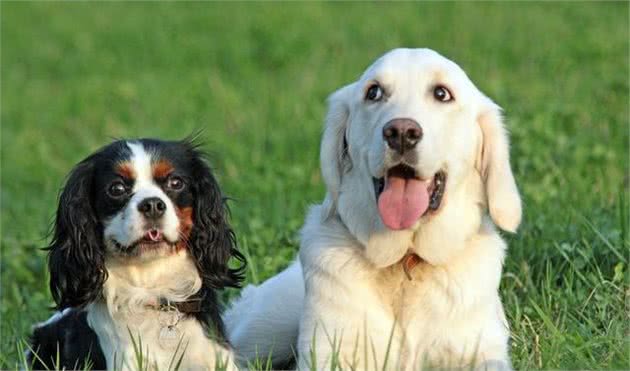 爱犬的不良的行为及纠正，知道这些方法，你的爱犬也能乖乖听话