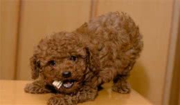 狗狗拒食训练方法，爱犬告别随地捡食