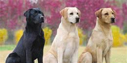 你家里有没有一只拉布拉多犬？
