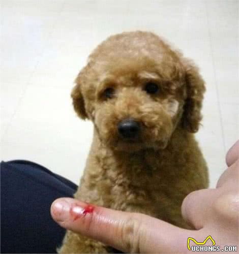大部分贵宾犬有的5个坏毛病，第3个不可体谅，你还在放纵它吗？