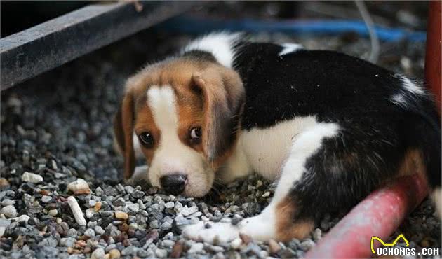 比格犬有几种颜色怎么挑选纯种比格犬为什么黑色是最好的