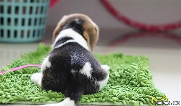 比格犬有几种颜色怎么挑选纯种比格犬为什么黑色是最好的