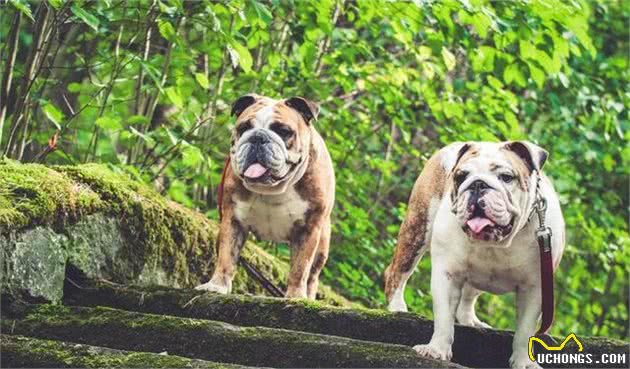“英国斗牛犬”有这么多优点，偏偏智商跟不上