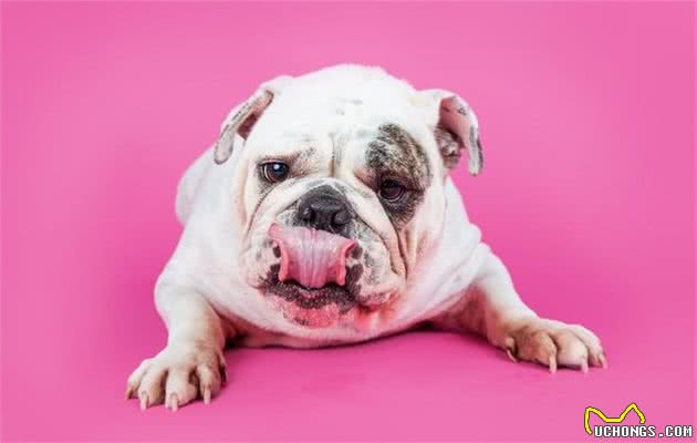 “英国斗牛犬”有这么多优点，偏偏智商跟不上