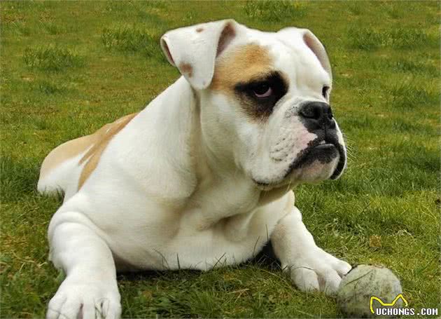 “英国斗牛犬”有这么多优点，偏偏智商跟不上