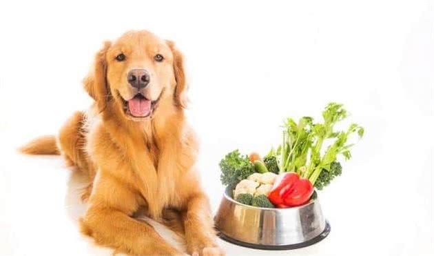 什么是狗狗的有机食物？应当给狗狗喂什么食物才是最好的？