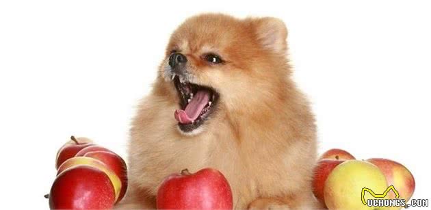 什么是狗狗的有机食物？应当给狗狗喂什么食物才是最好的？