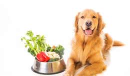 什么是狗狗的有机食物？应当给狗狗喂什么食物才是最好的？