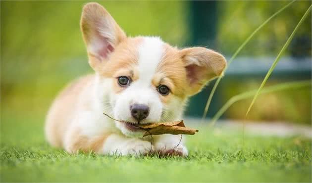养柯基犬真的非常难养吗？这6个缺陷，谁都会头疼