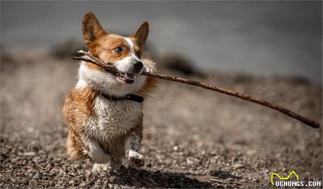 养柯基犬真的非常难养吗？这6个缺陷，谁都会头疼