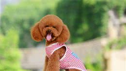 泰迪犬肛门腺多久挤一次？怎么挤？