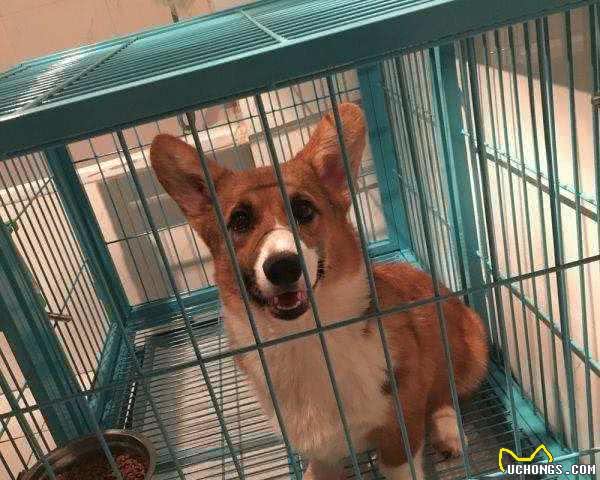 饲养柯基犬的五个要项，新手铲屎官请注意！